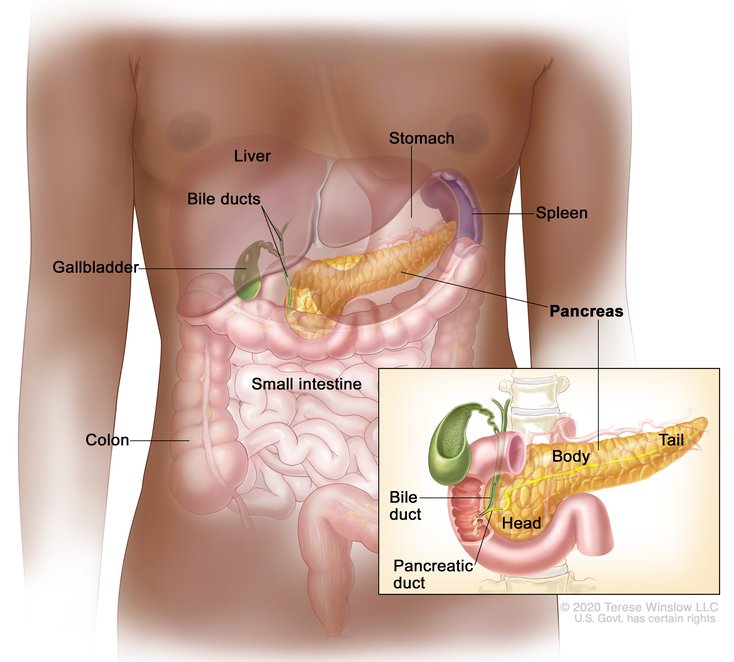 Pancreas Transplant