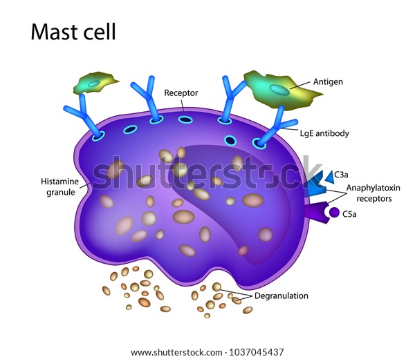 متلازمة تنشيط الخلايا البدينة (MCAS)