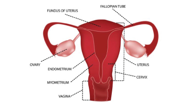Uterusarterienembolisation