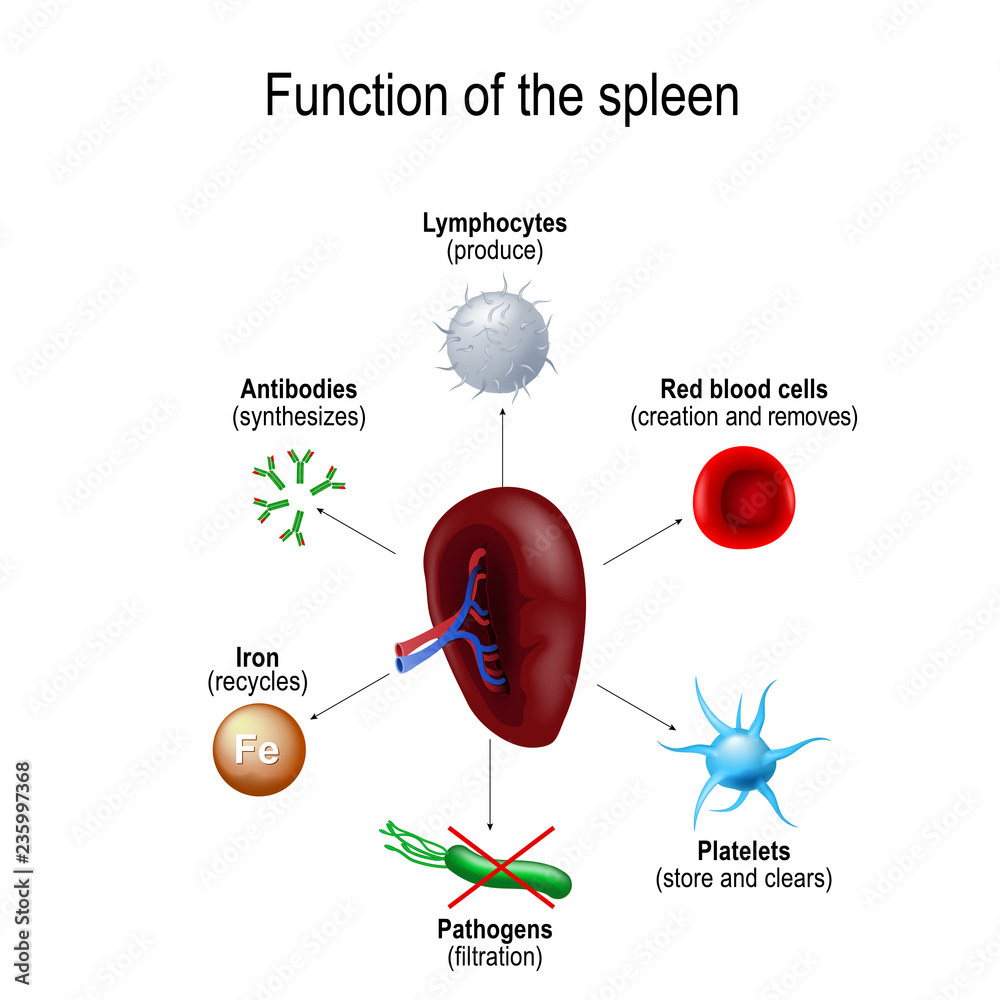 Function of Spleen