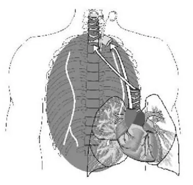 Heart-Lung Transplant