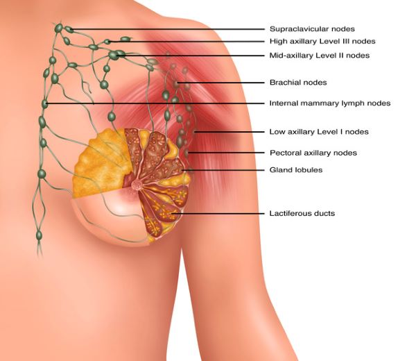 Ganglions lymphatiques dans le sein