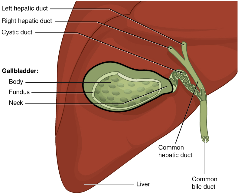 structure of the gallbladder
