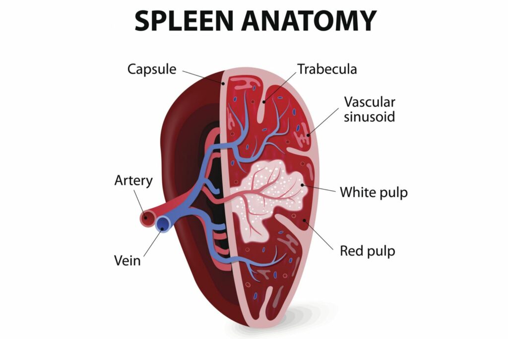 spleen anatomy
