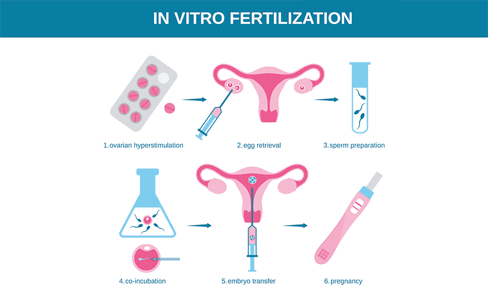 How to Make IVF Successful on the First Try intro 