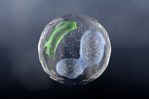 Procedimiento de transferencia de embriones congelados