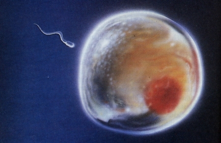Procédure de transfert d'embryons congelés