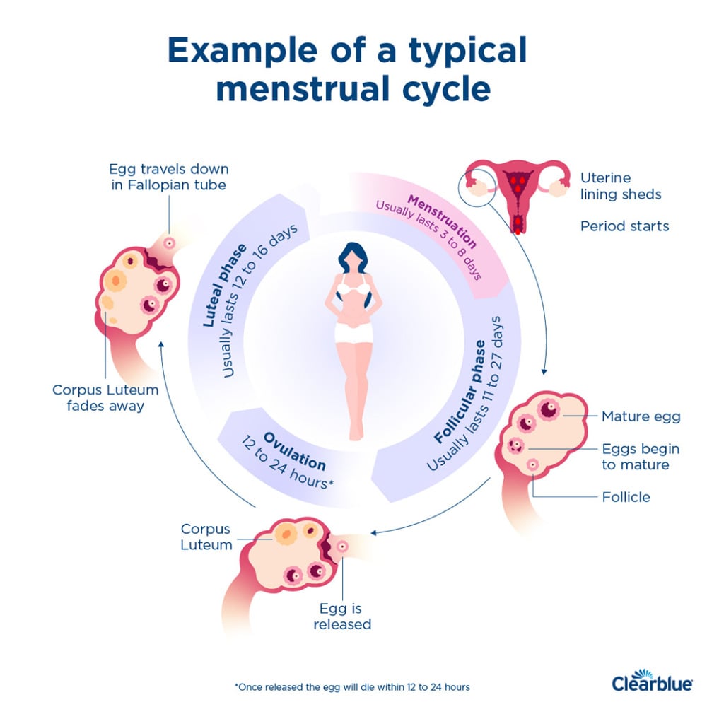 Le cycle menstruel
