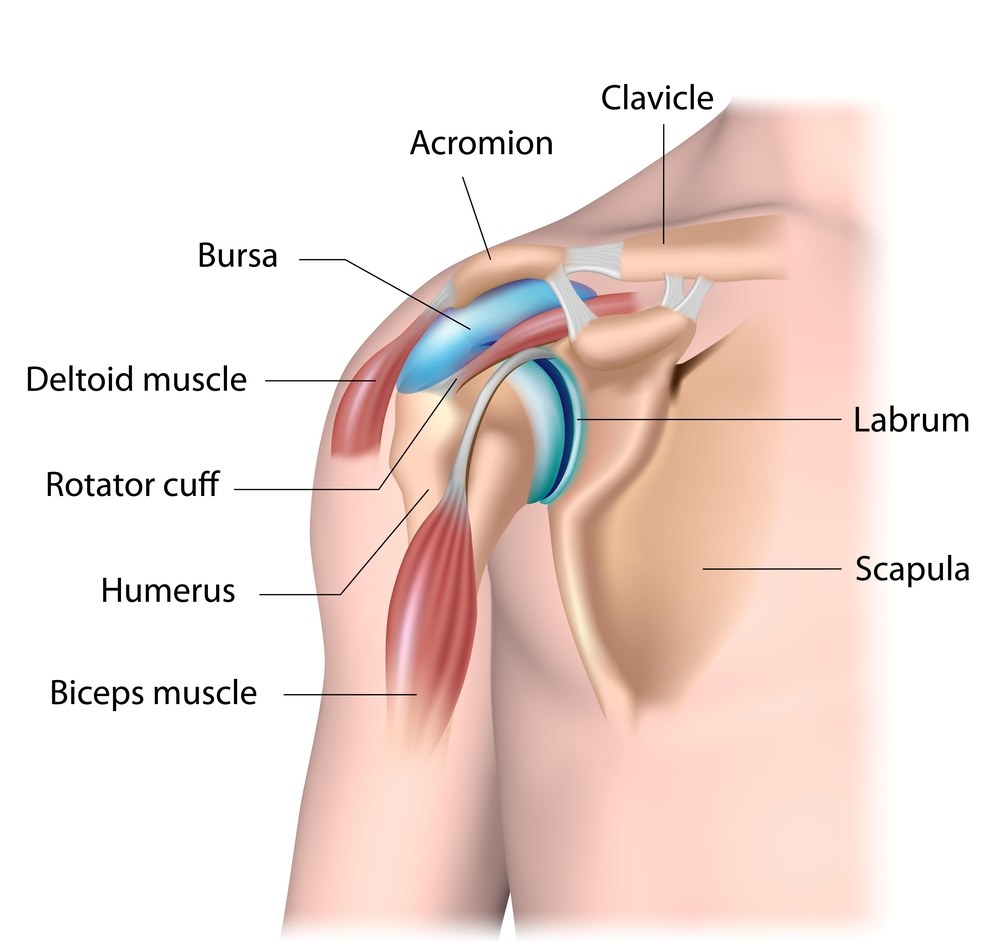 Problèmes courants d'épaule - anatomie de l'épaule