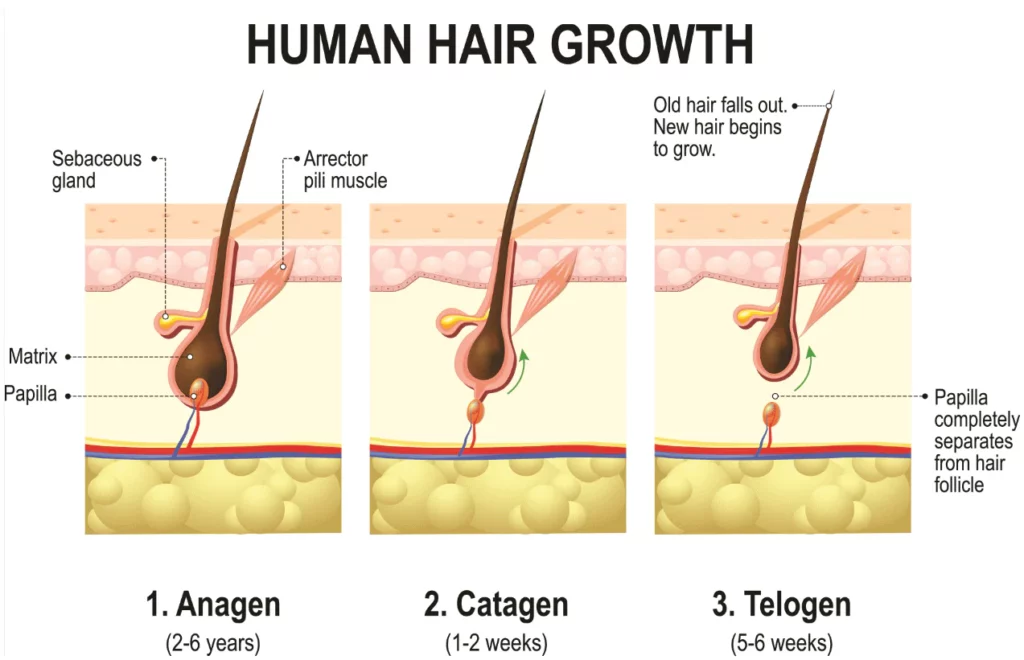fase de crecimiento del cabello