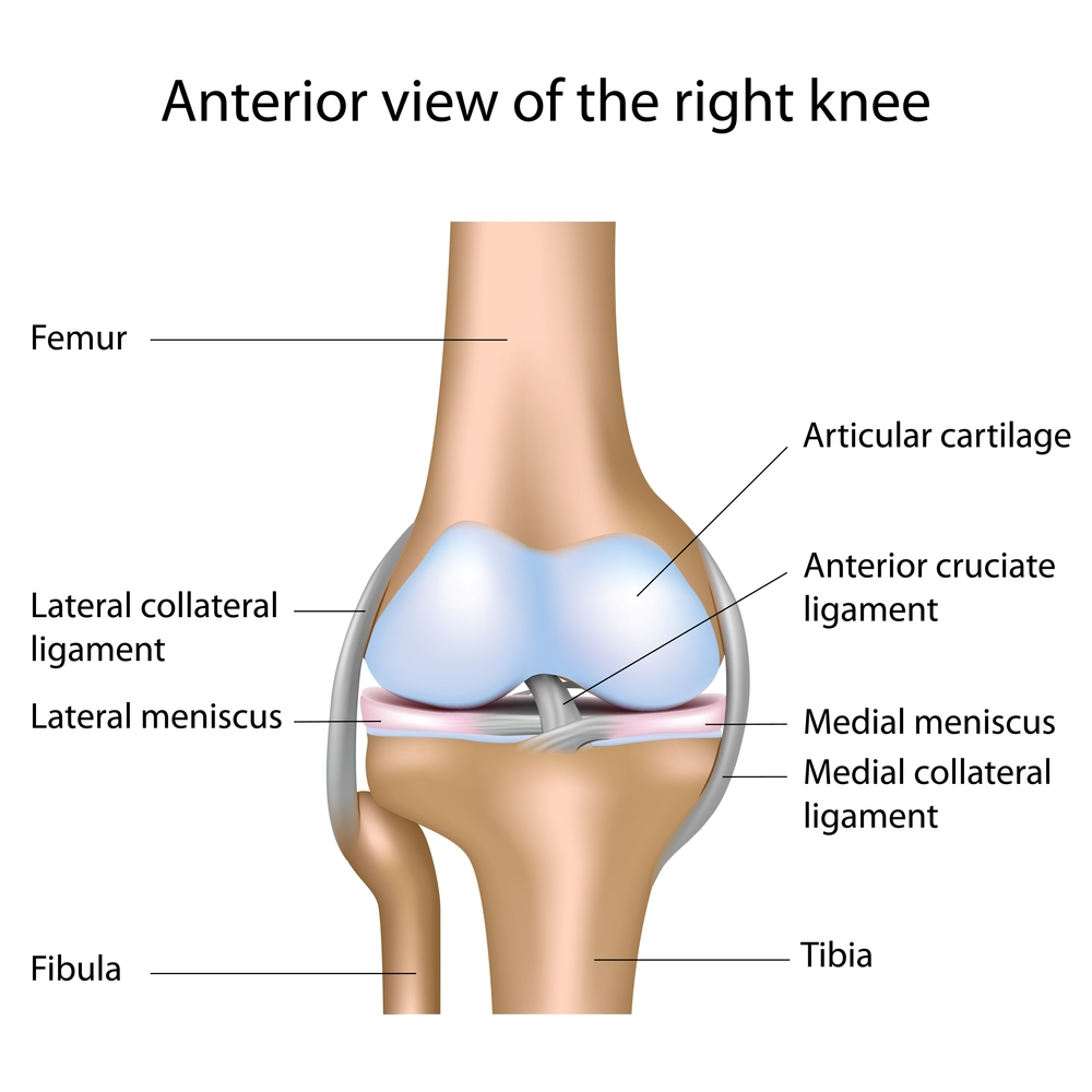 ACL - anatomie du genou