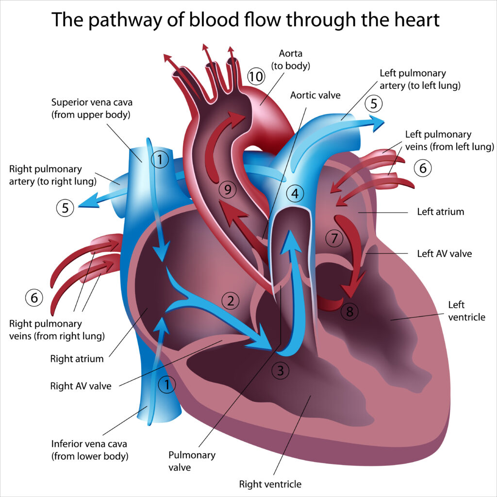 الحياة بعد إصلاح صمام القلب - نصائح للشفاء وإعادة التأهيل - مسار الدم