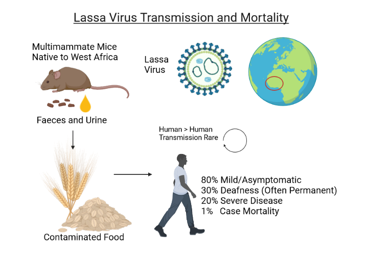Behandlung von Lassa-Fieber in Nigeria – Was Sie wissen müssen