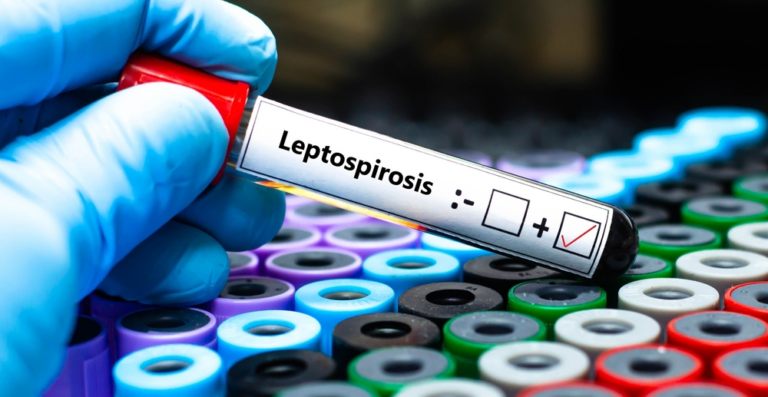 Behandlung von Leptospirose