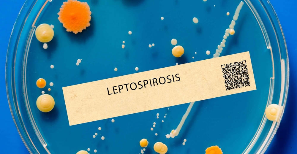 Traitement de la leptospirose