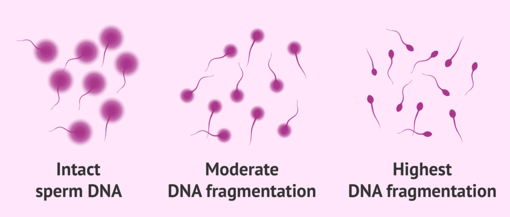 Prueba de fragmentación de ADN