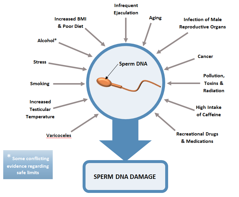 Prueba de fragmentación de ADN: motivos