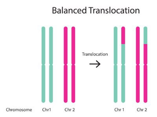 Translocation de l'équilibre génétique